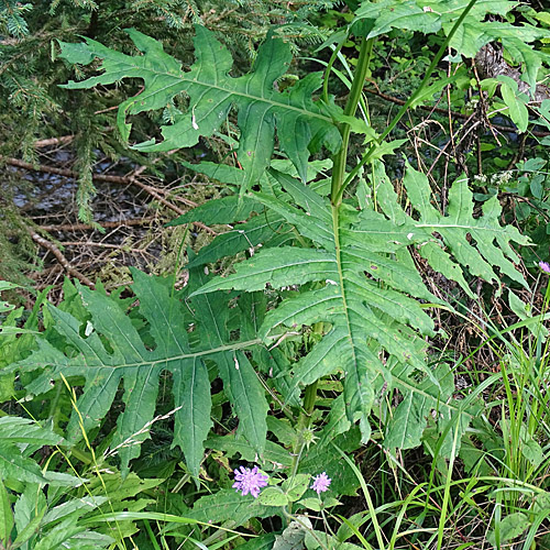 Berg-Kratzdistel / Cirsium montanum