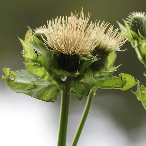 Kohldistel / Cirsium oleraceum