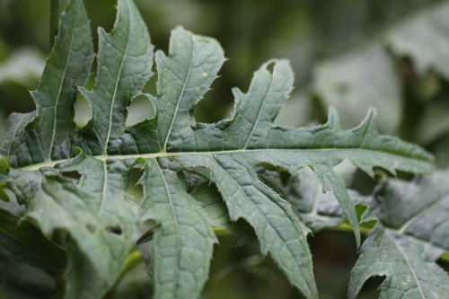 Kohldistel / Cirsium oleraceum