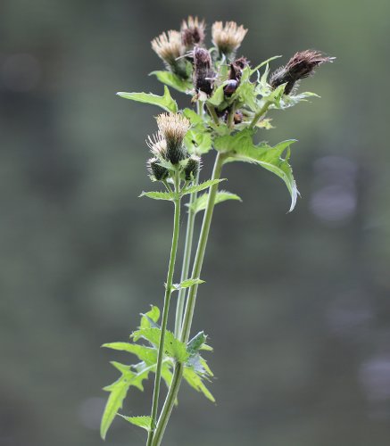 Kohldistel / Cirsium oleraceum