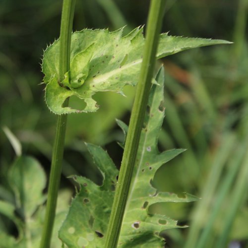 Kohldistel / Cirsium oleraceum