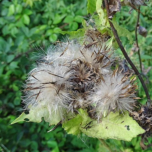 Kohldistel / Cirsium oleraceum