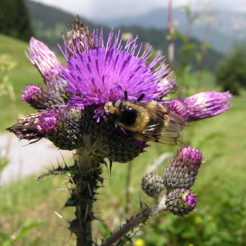 Sumpf-Kratzdistel / Cirsium palustre