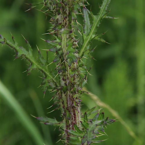 Sumpf-Kratzdistel / Cirsium palustre