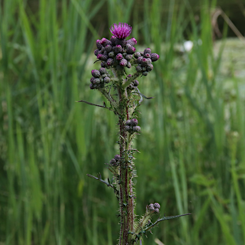 Sumpf-Kratzdistel / Cirsium palustre