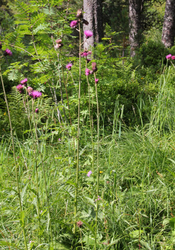 Bach-Kratzdistel / Cirsium rivulare