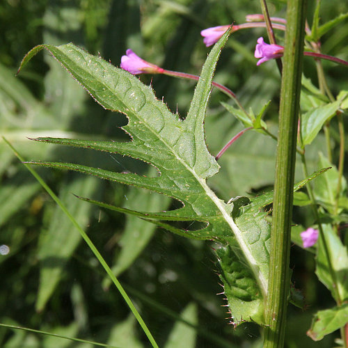 Bach-Kratzdistel / Cirsium rivulare