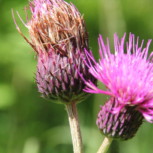 Bach-Kratzdistel / Cirsium rivulare