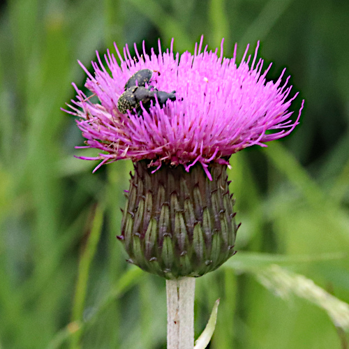 Bach-Kratzdistel / Cirsium rivulare