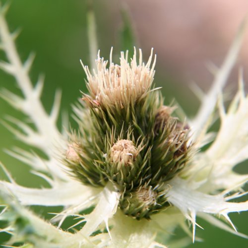 Alpen-Kratzdistel / Cirsium spinosissimum