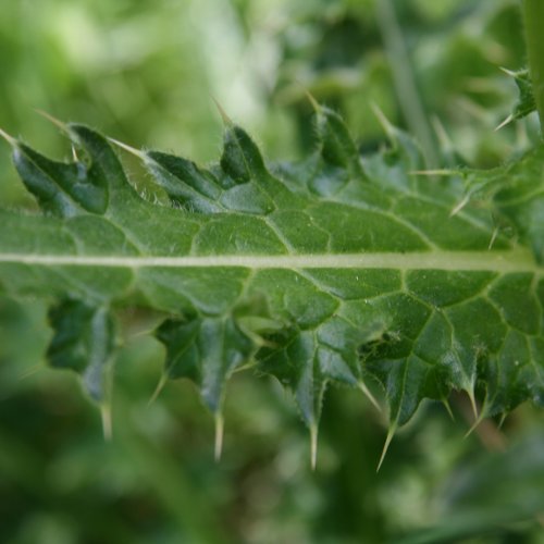 Alpen-Kratzdistel / Cirsium spinosissimum