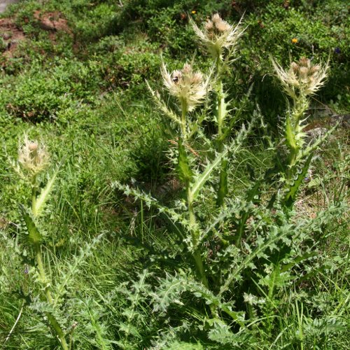 Alpen-Kratzdistel / Cirsium spinosissimum