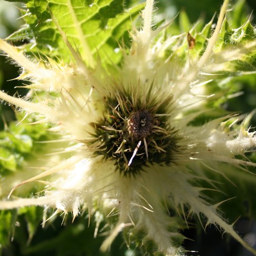 Alpen-Kratzdistel / Cirsium spinosissimum