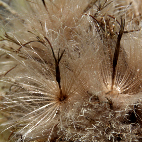 Alpen-Kratzdistel / Cirsium spinosissimum