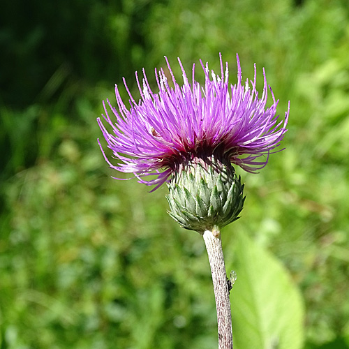 Knollige Kratzdistel / Cirsium tuberosum