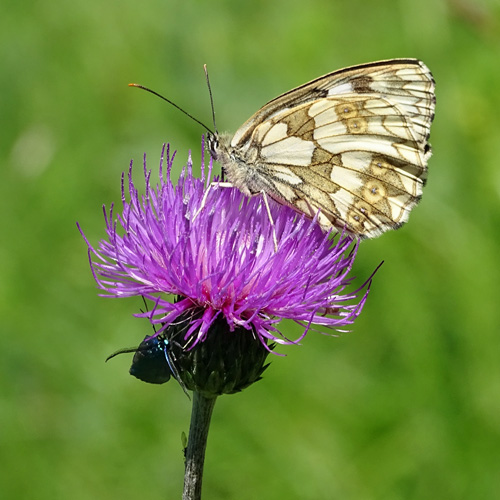 Knollige Kratzdistel / Cirsium tuberosum