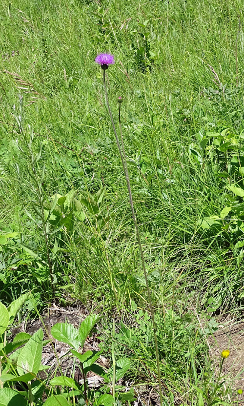 Knollige Kratzdistel / Cirsium tuberosum