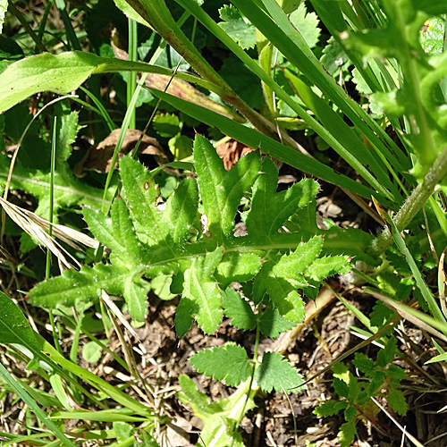 Knollige Kratzdistel / Cirsium tuberosum