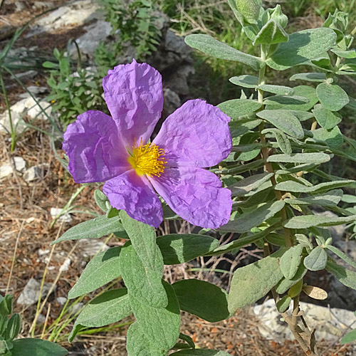 Weissliche Zistrose / Cistus albidus