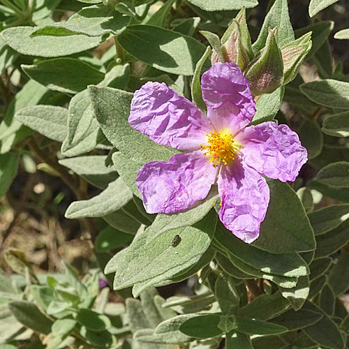 Weissliche Zistrose / Cistus albidus