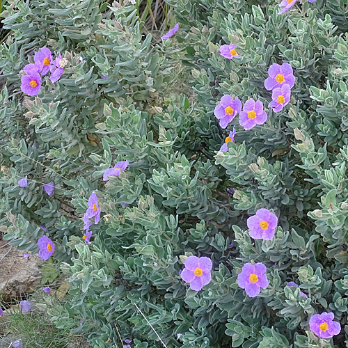 Weissliche Zistrose / Cistus albidus