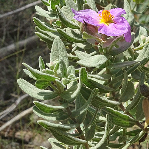 Weissliche Zistrose / Cistus albidus