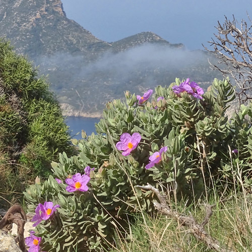 Weissliche Zistrose / Cistus albidus