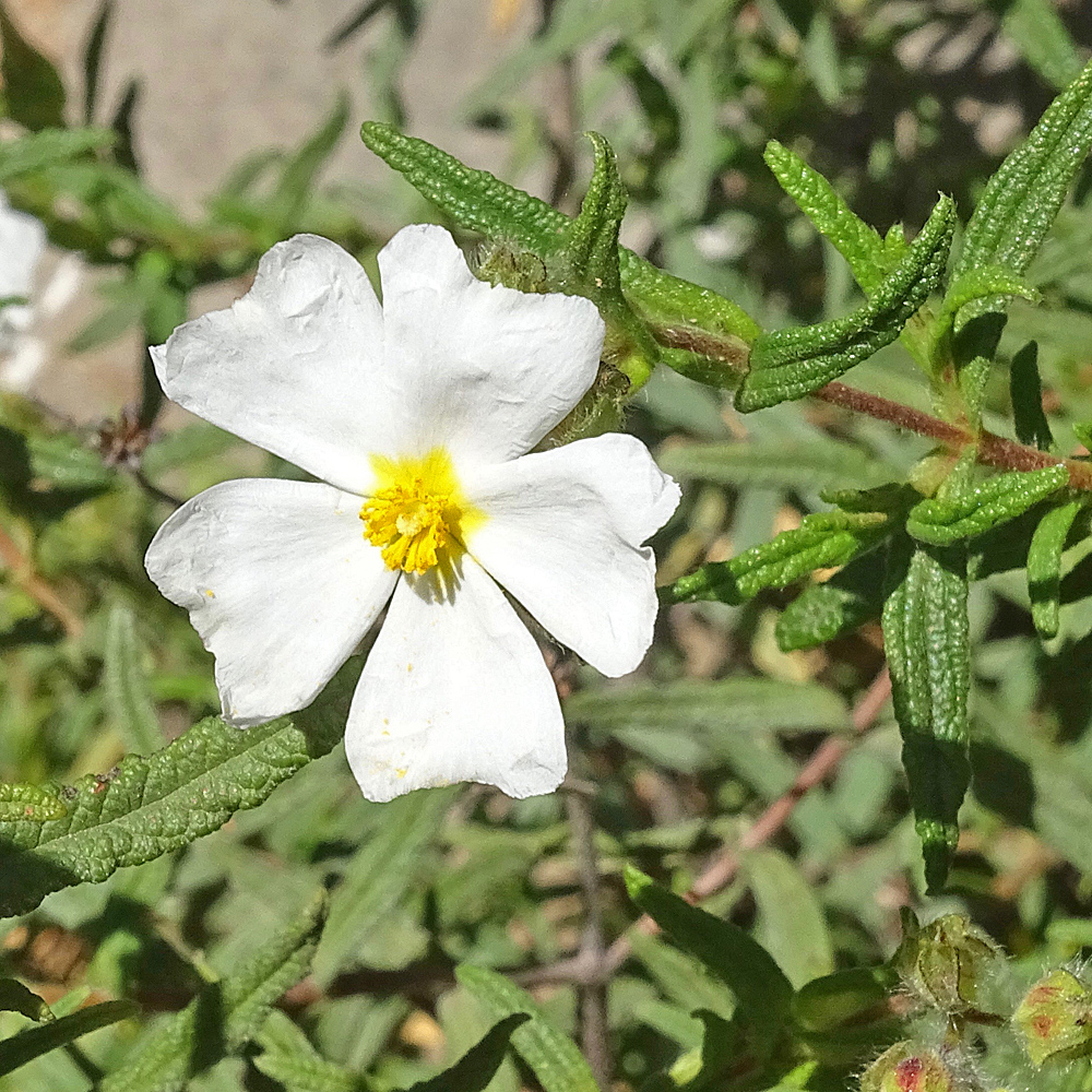 Montpellier-Zistrose / Cistus monspeliensis