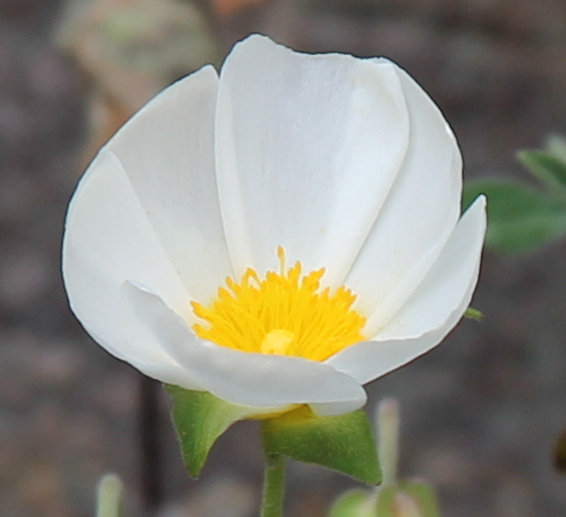 Salbeiblättrige Zistrose / Cistus salviifolius