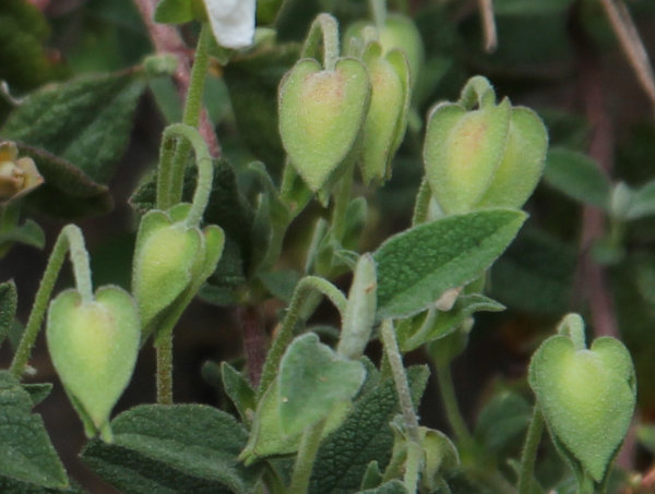 Salbeiblättrige Zistrose / Cistus salviifolius