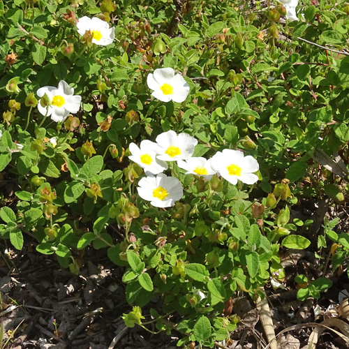 Salbeiblättrige Zistrose / Cistus salviifolius