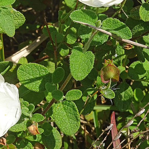 Salbeiblättrige Zistrose / Cistus salviifolius