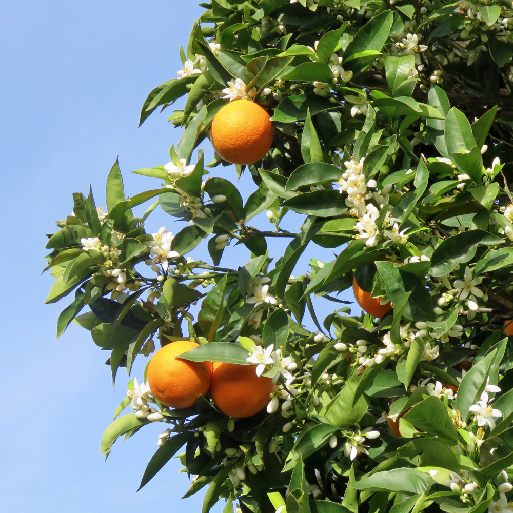 Orange / Citrus sinensis