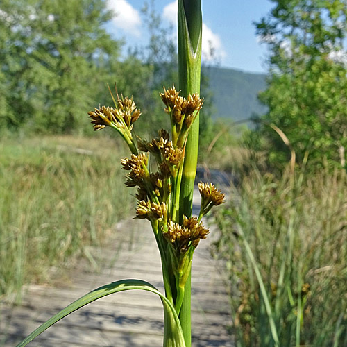 Schneidebinse / Cladium mariscus