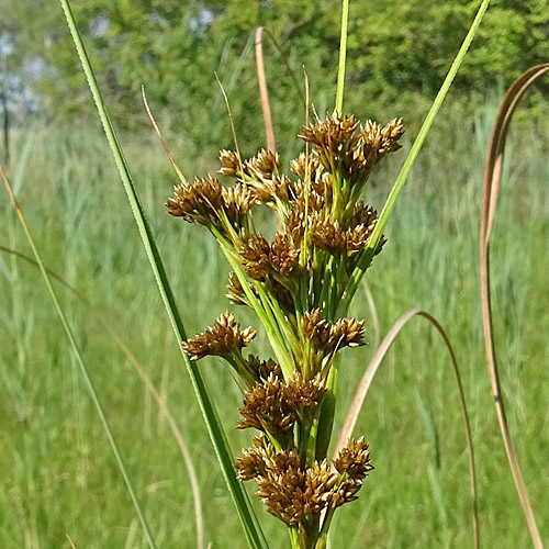 Schneidebinse / Cladium mariscus