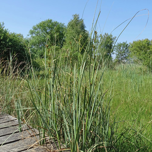 Schneidebinse / Cladium mariscus