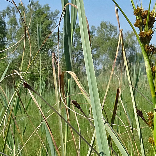 Schneidebinse / Cladium mariscus