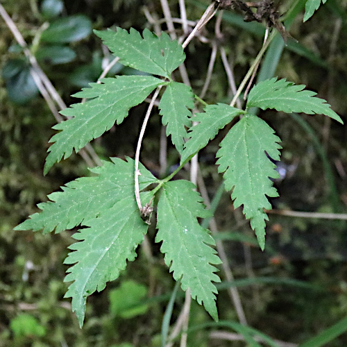 Alpen-Waldrebe / Clematis alpina