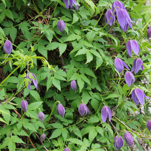 Alpen-Waldrebe / Clematis alpina