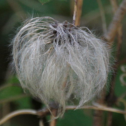 Alpen-Waldrebe / Clematis alpina