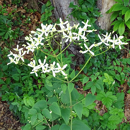 Aufrechte Waldrebe / Clematis recta