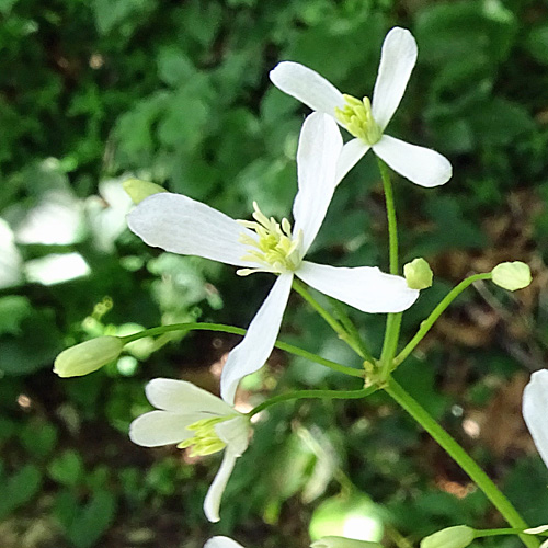 Aufrechte Waldrebe / Clematis recta