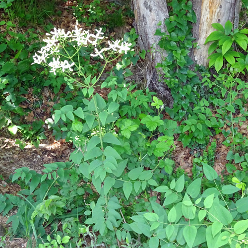 Aufrechte Waldrebe / Clematis recta