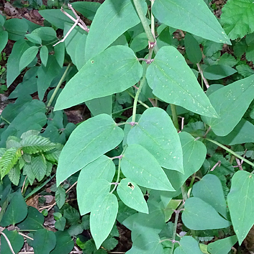 Aufrechte Waldrebe / Clematis recta