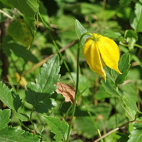 Tungusen-Waldrebe / Clematis tangutica