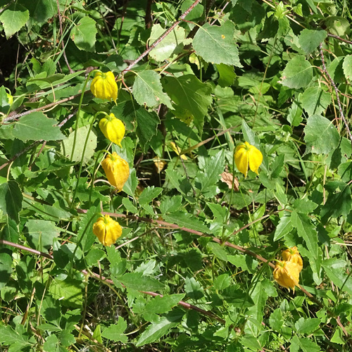 Tungusen-Waldrebe / Clematis tangutica