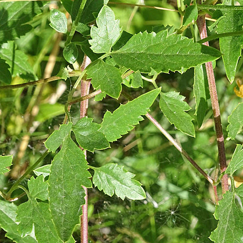 Tungusen-Waldrebe / Clematis tangutica