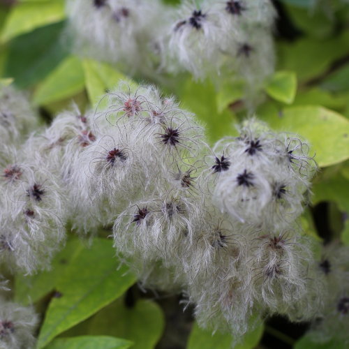 Gemeine Waldrebe / Clematis vitalba