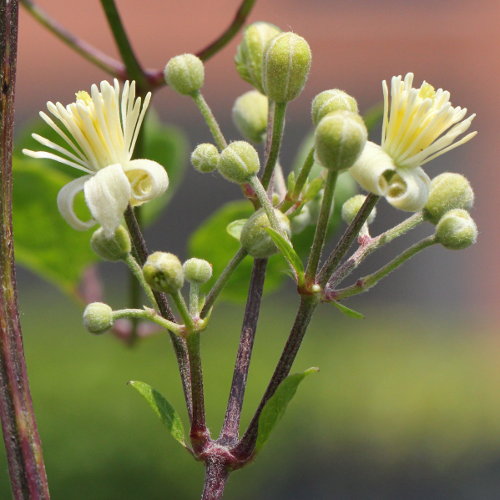 Gemeine Waldrebe / Clematis vitalba