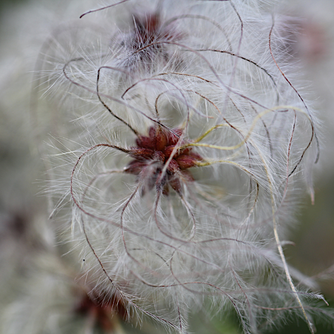 Gemeine Waldrebe / Clematis vitalba